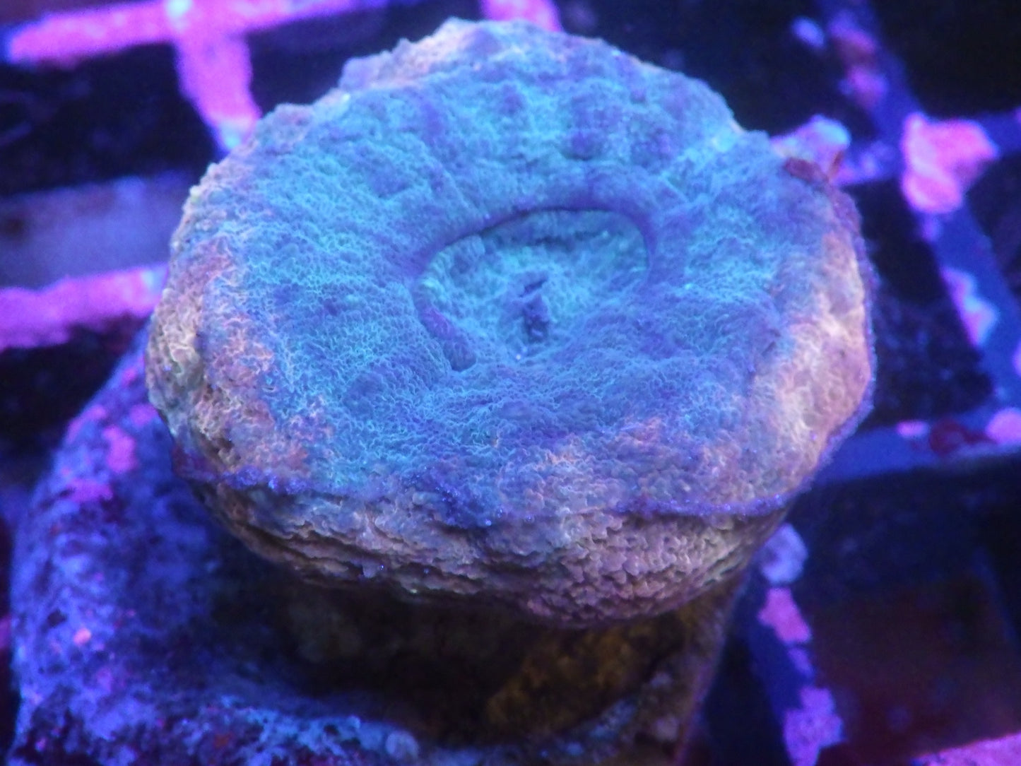 Lobophyllia sp - Multicolor