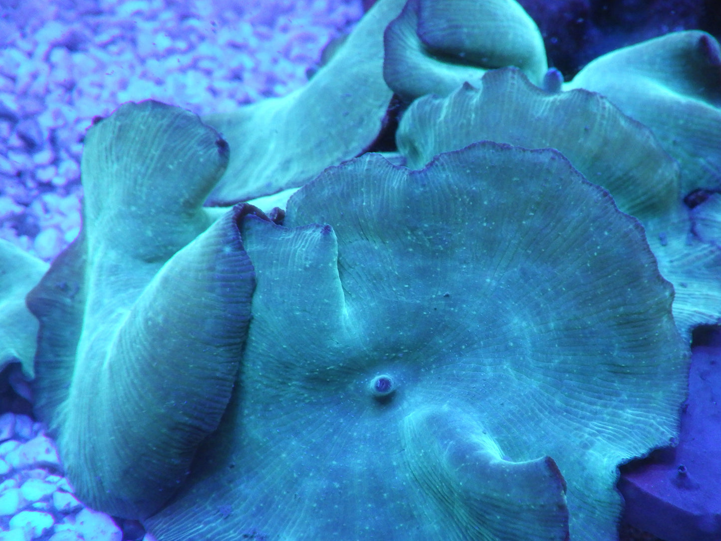 Discosoma sp - Blue Velvet