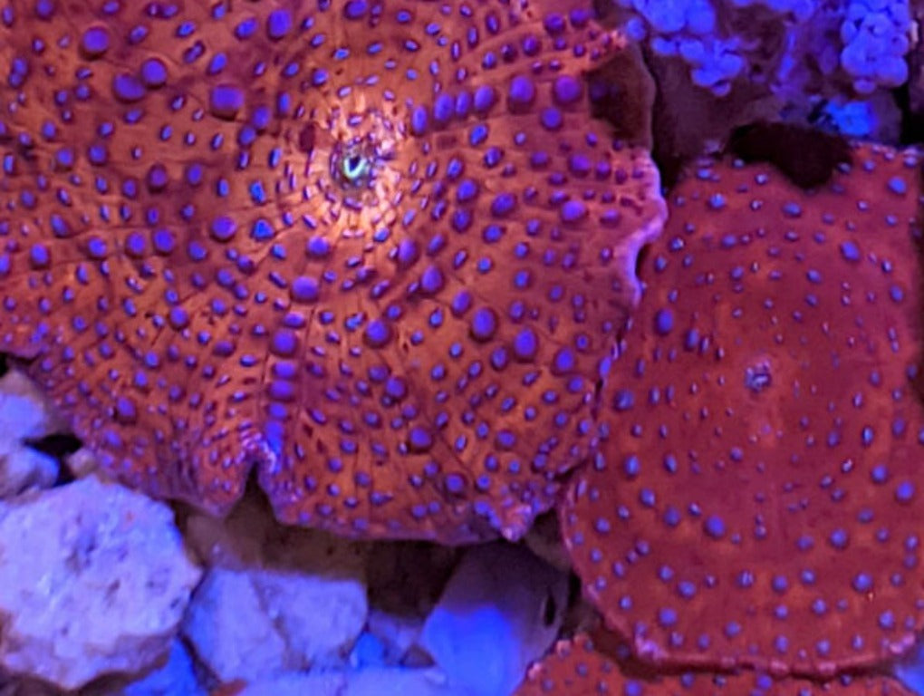 Discosoma sp - Superman