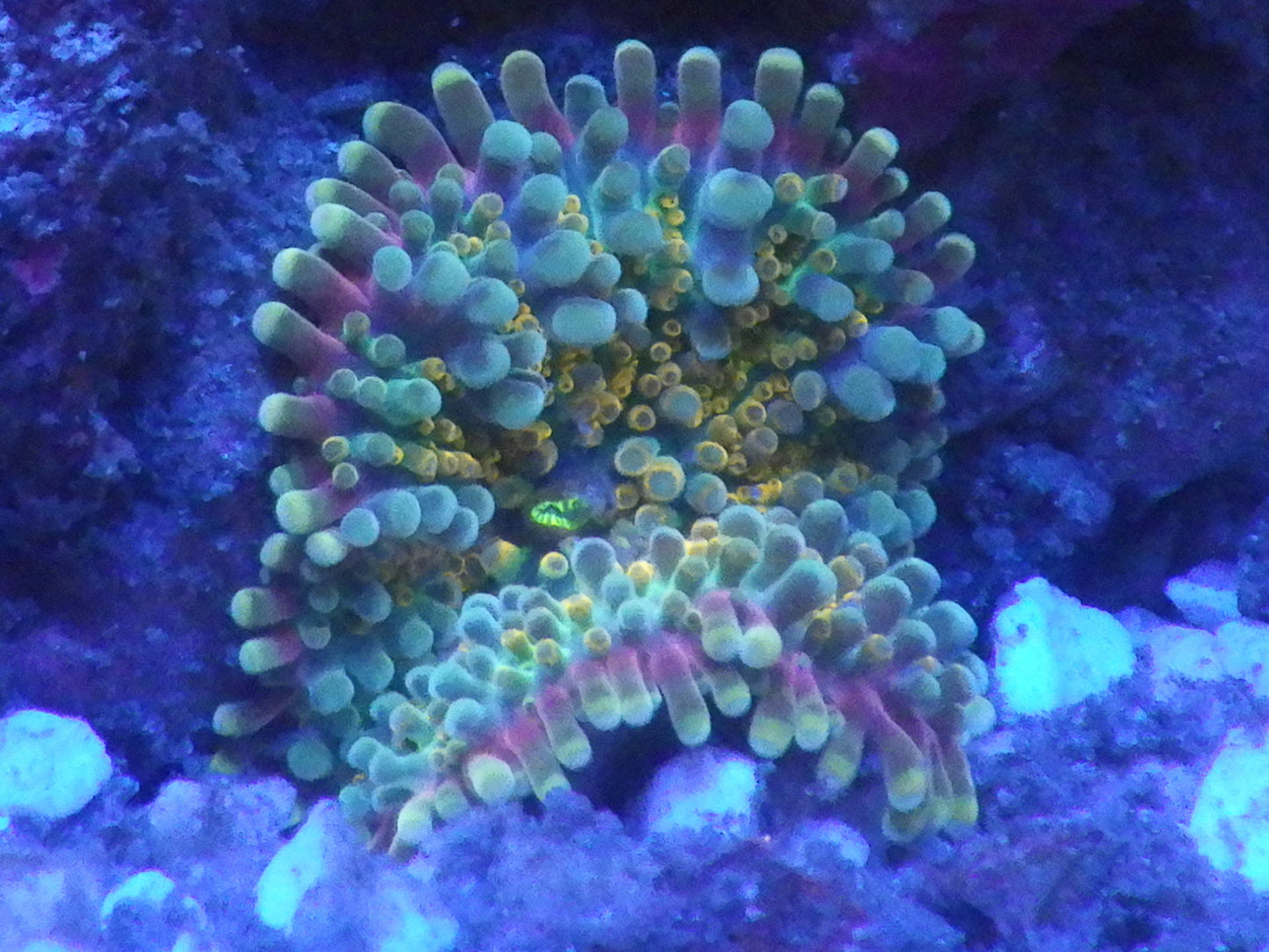 Ricordea sp - Rainbow