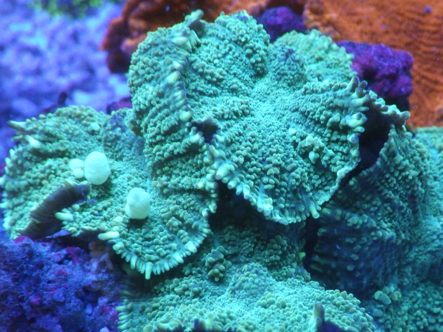 Discosoma sp - Green