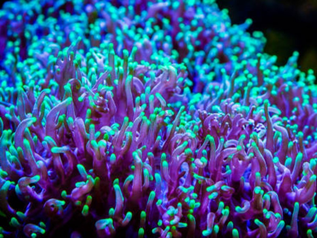 Rhodactis indosinensis - Neon Green