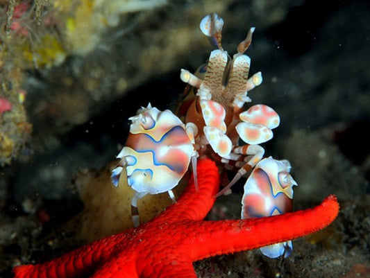 Hymenocera picta - Harlequin Shrimp