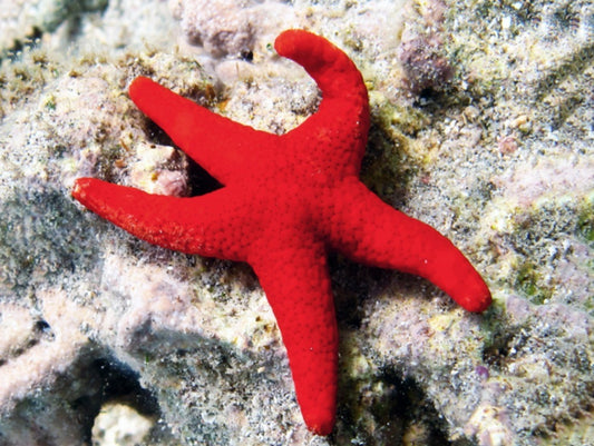 Fromia milleporella - Red Sea Star