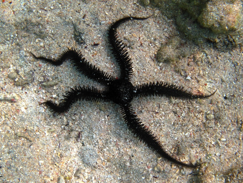 Ophiocoma sp - Black Bristle Star