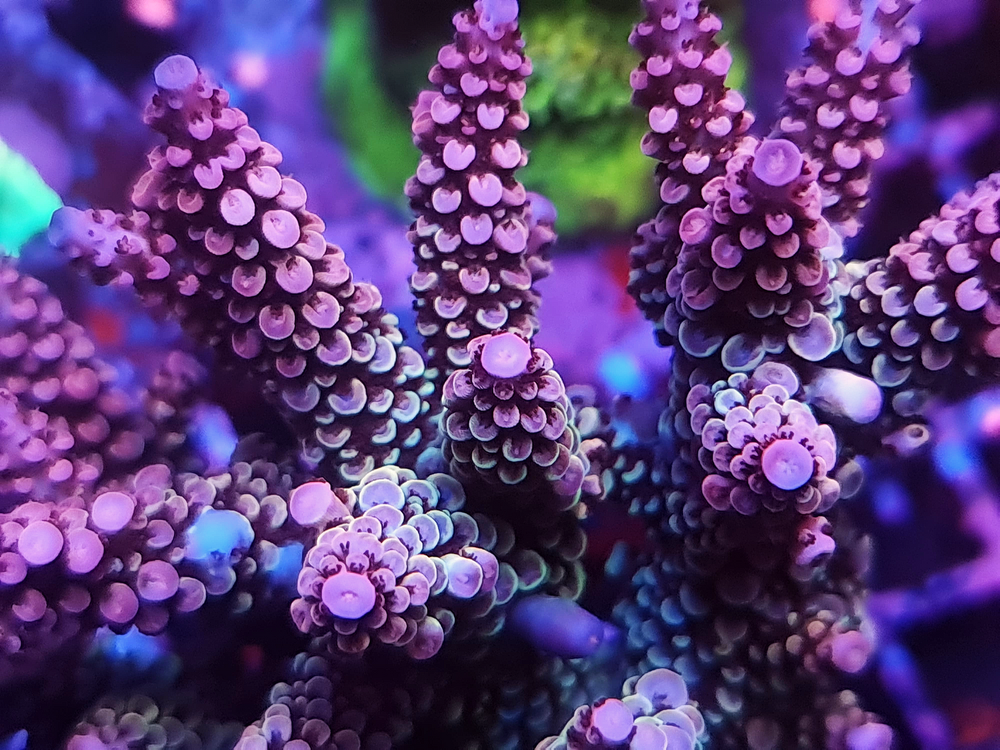 Acropora - RL Pearlescent