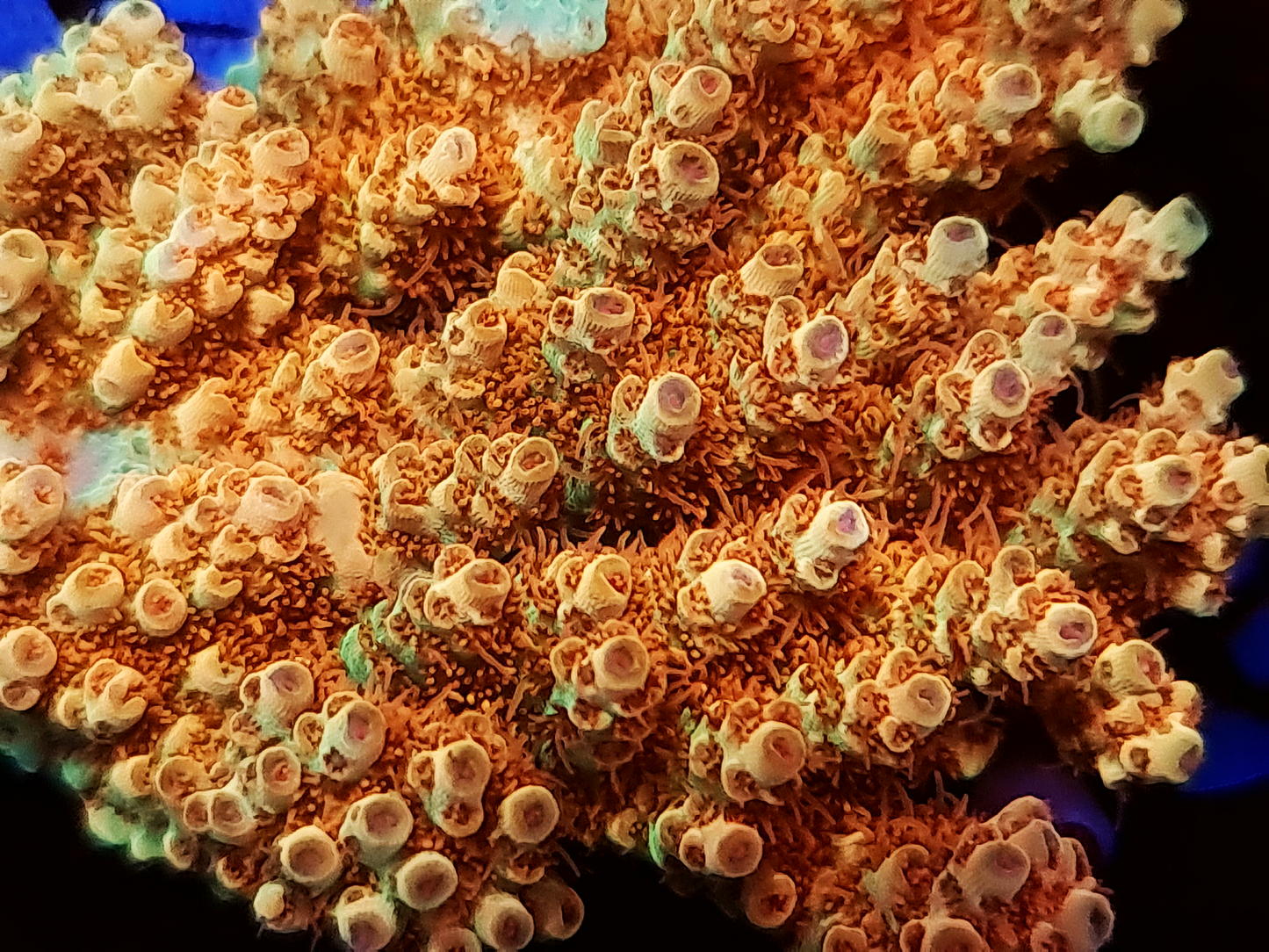 Acropora - RL Phoenix