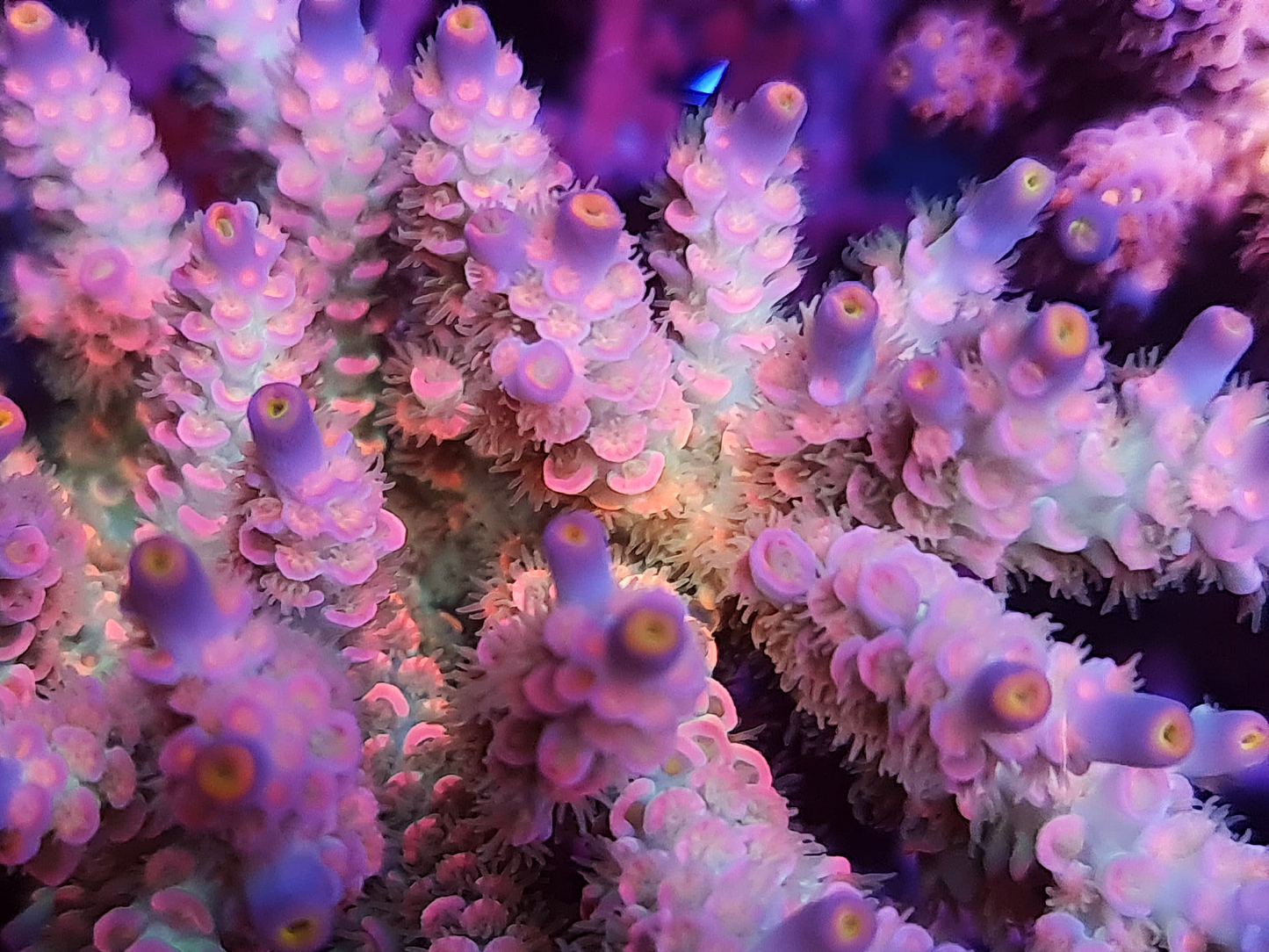 Acropora Tenuis - Pink Rainbow