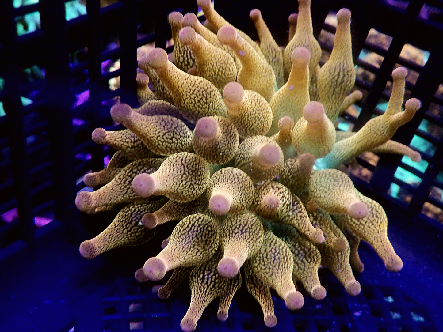 Entacmaea quadricolor - Sunburst