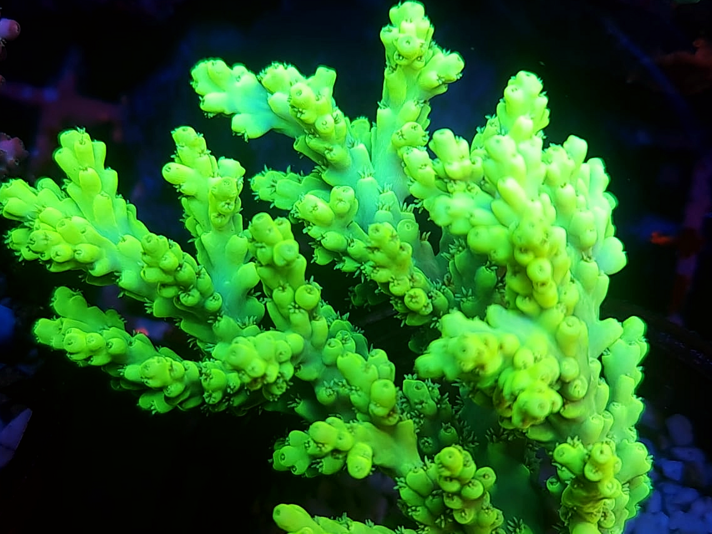 Acropora - RL Chernobyl