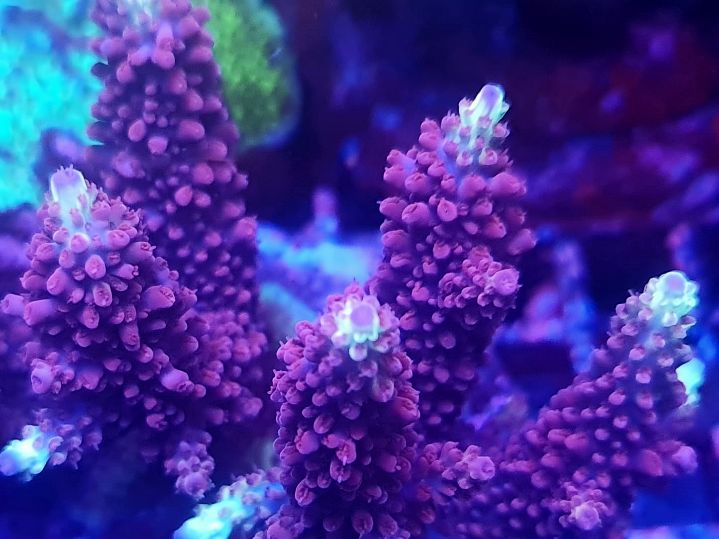 Acropora - RL Purple Void