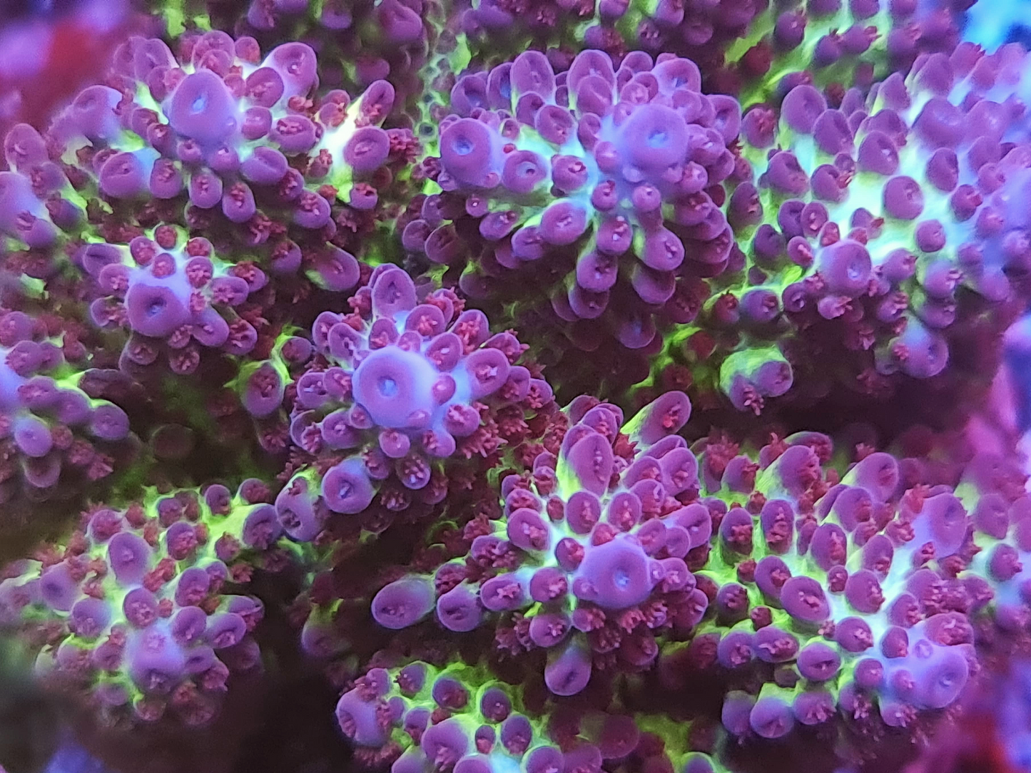 Acropora - RL Green Goblin
