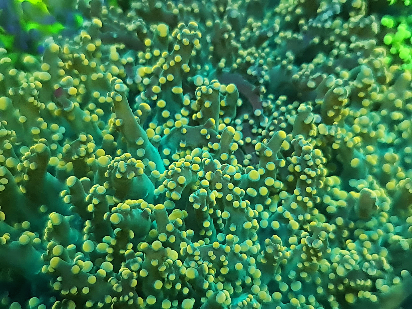 Euphyllia yaeyamaensis - Yellow tip