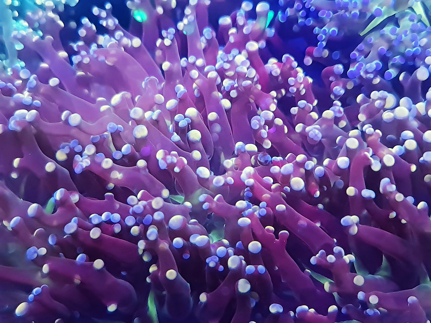 Euphyllia yaeyamaensis - Orange Ultra