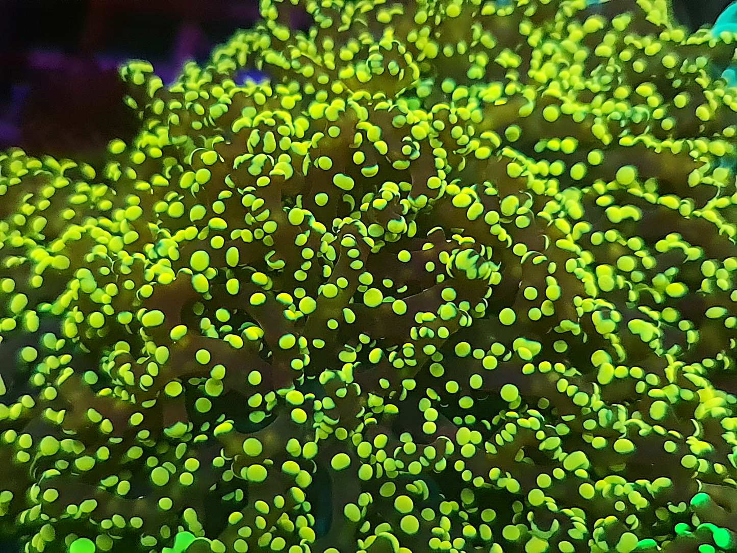 Euphyllia yaeyamaensis - Gold