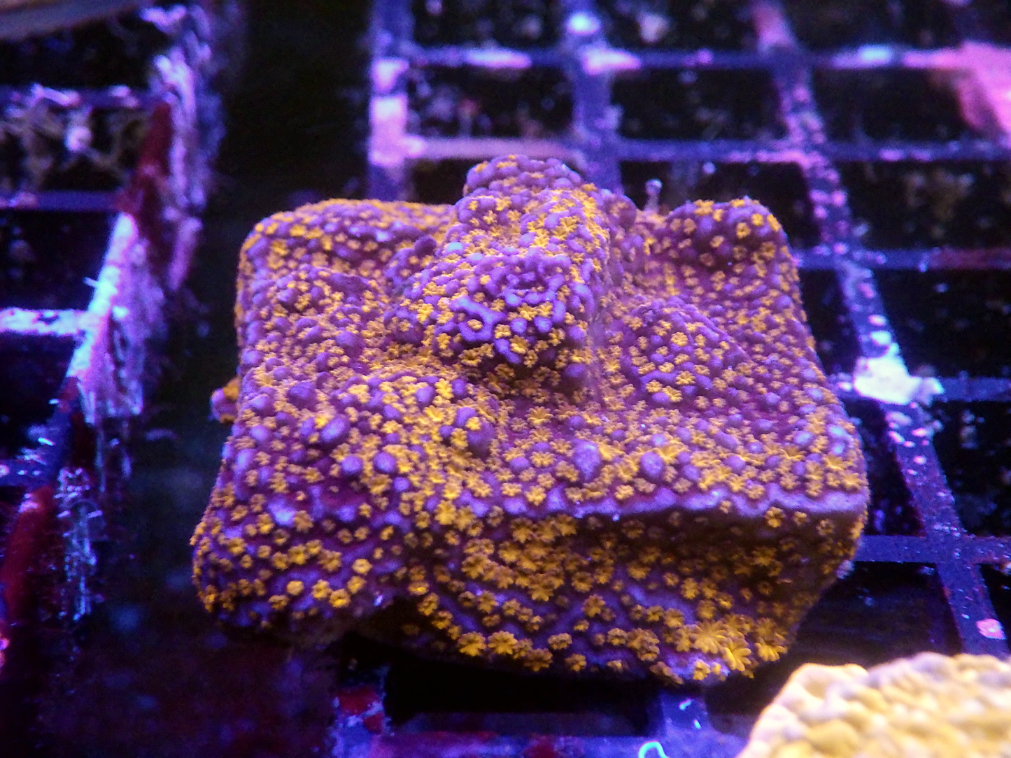 Montipora sp - Superman