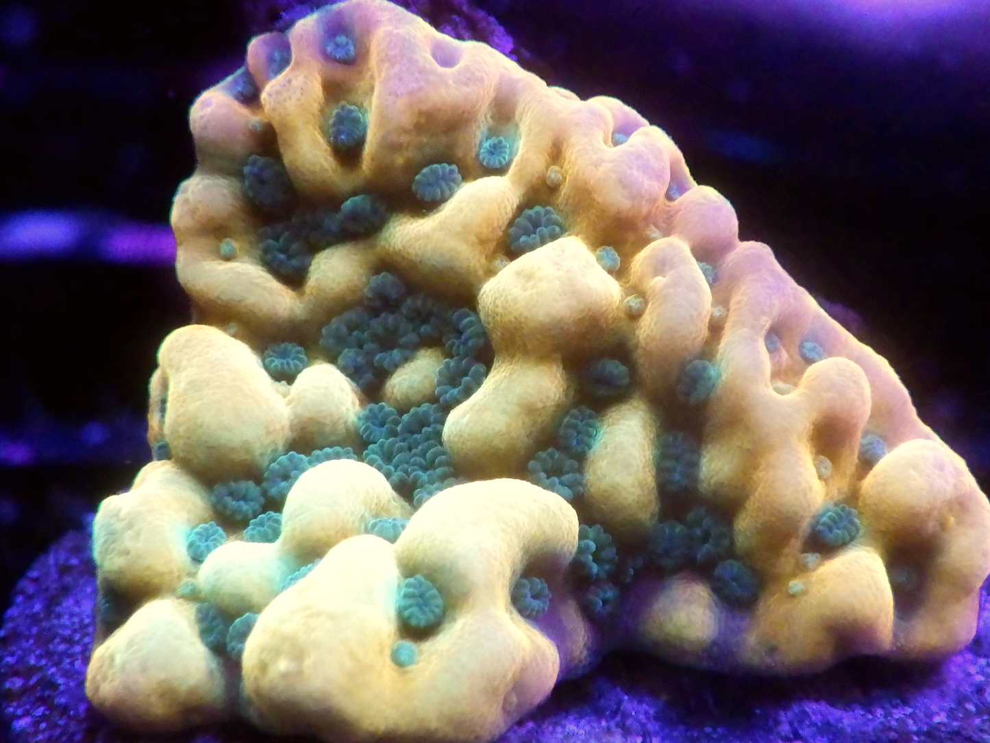 Montipora sp - JF Beach Bum
