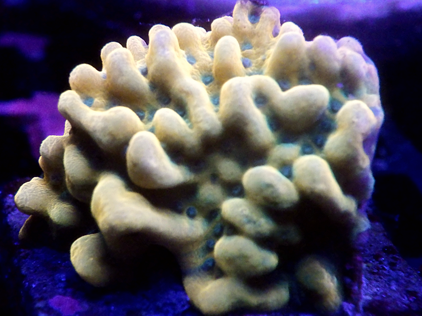 Montipora sp - WWC Kung Pao