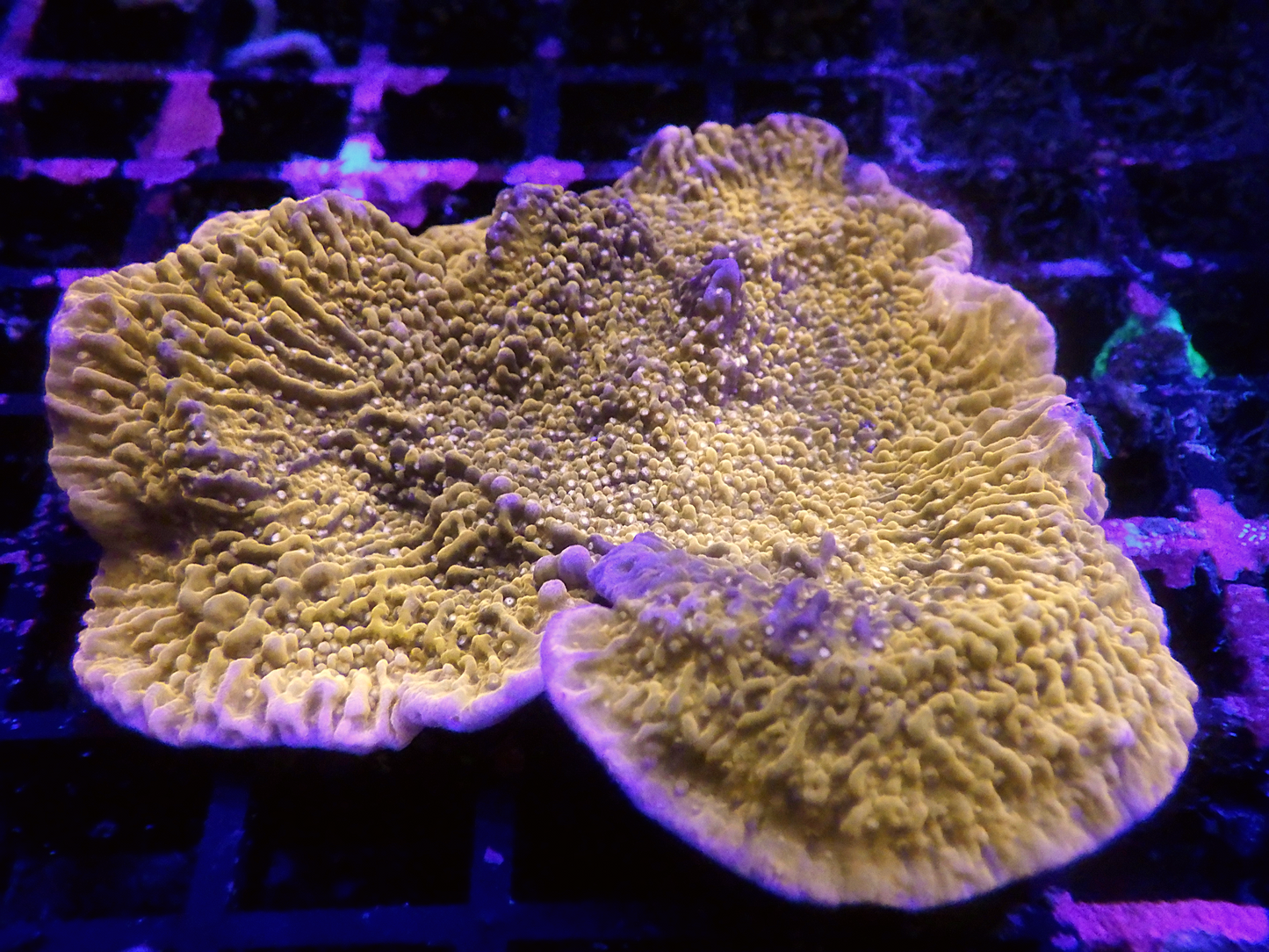 Montipora sp - Red