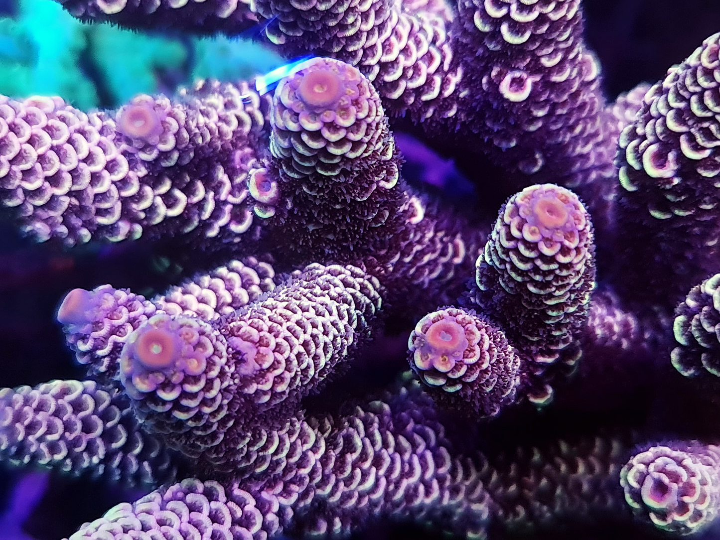 Acropora Spathulata - Rainbow