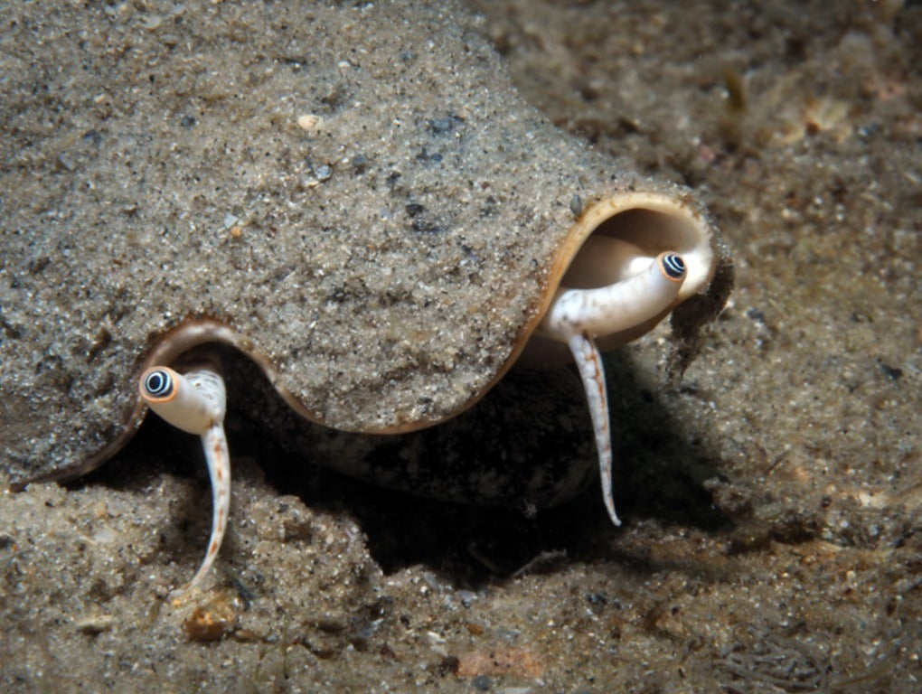 Strombus sp - Conch