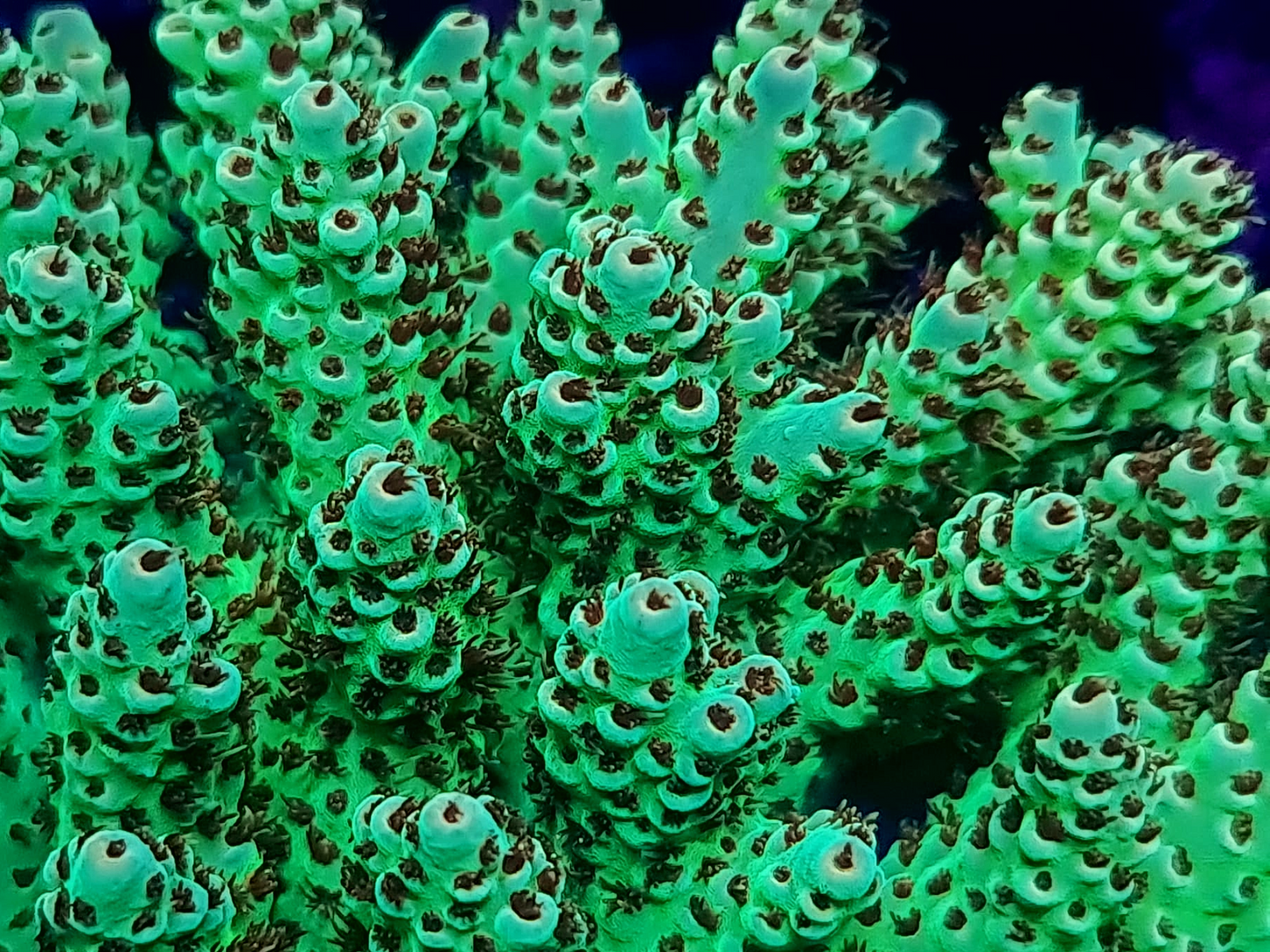Acropora - RL The Hulk