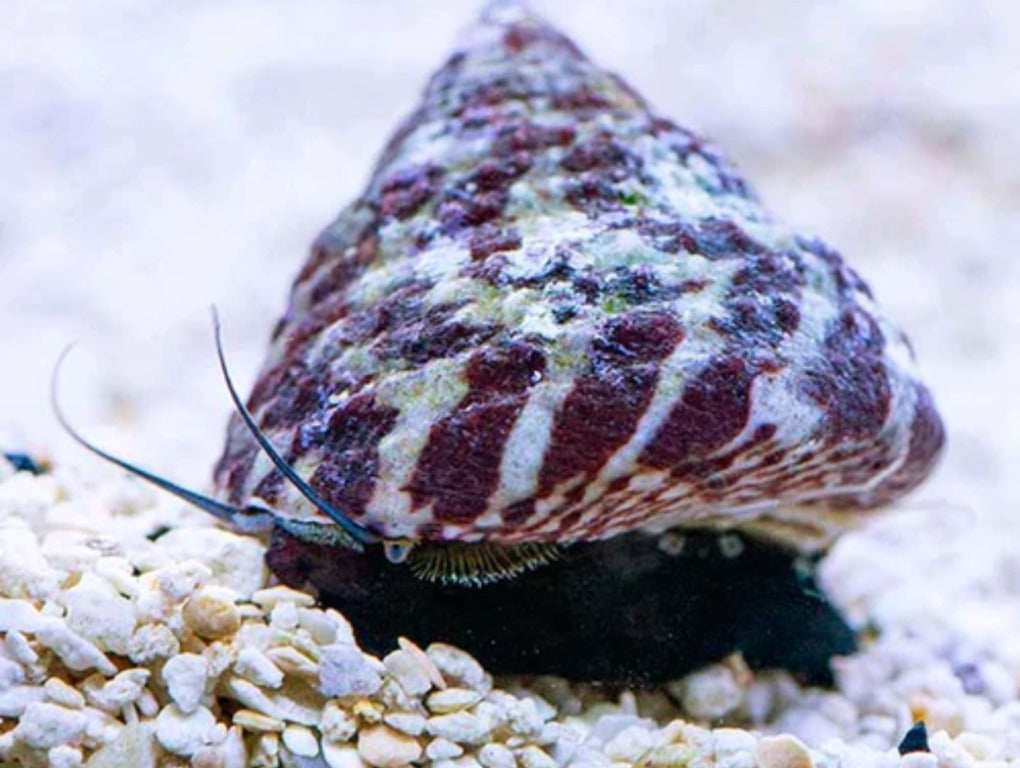 Trochus histrio - Histrio Grazer