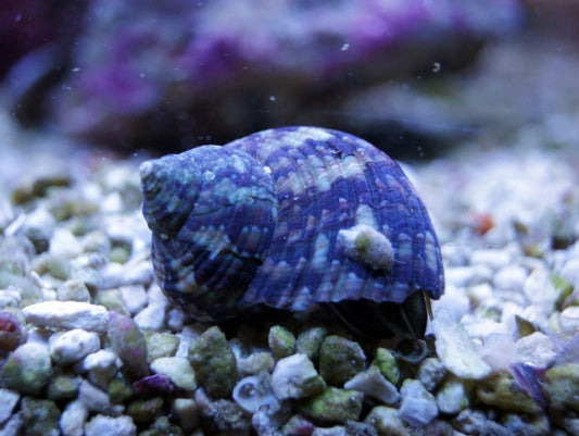 Turbo brunneus - Dwarf Turban Snail