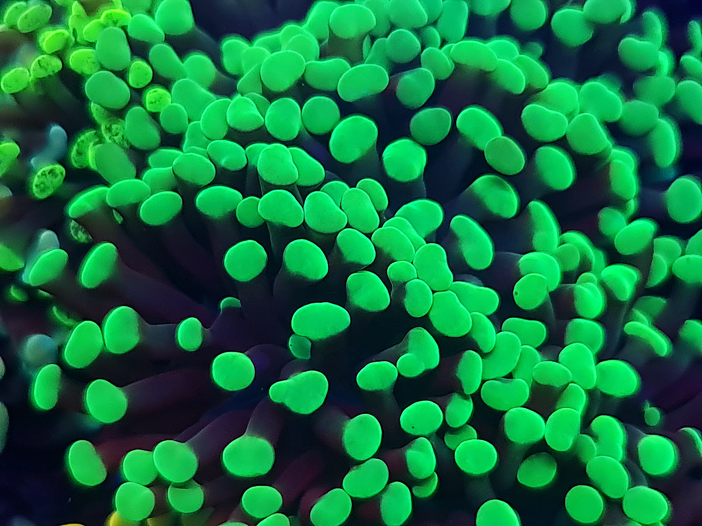 Euphyllia Paraancora - Ultra Green tip