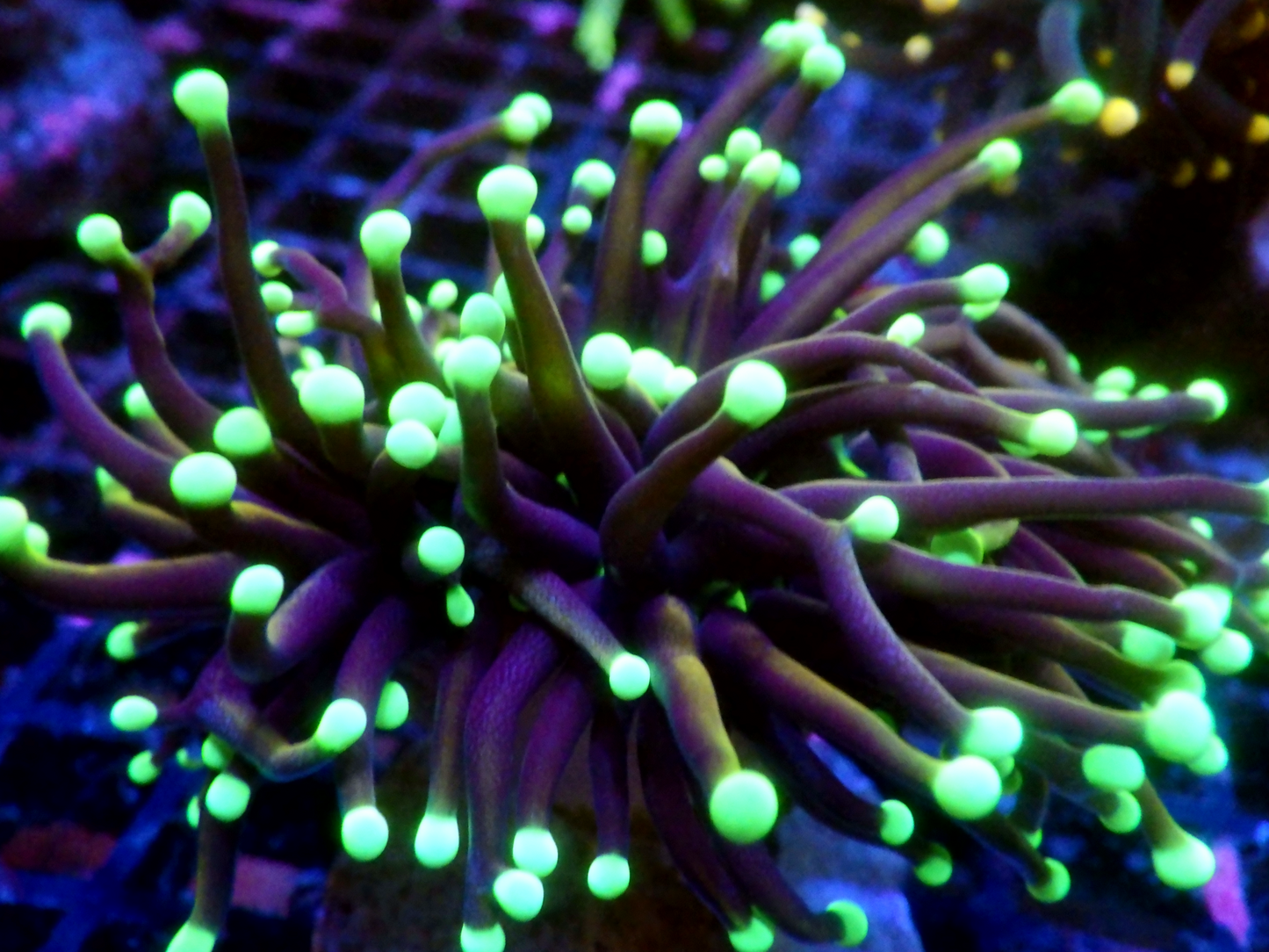 Euphyllia Glabrescens - Dark Hellfire