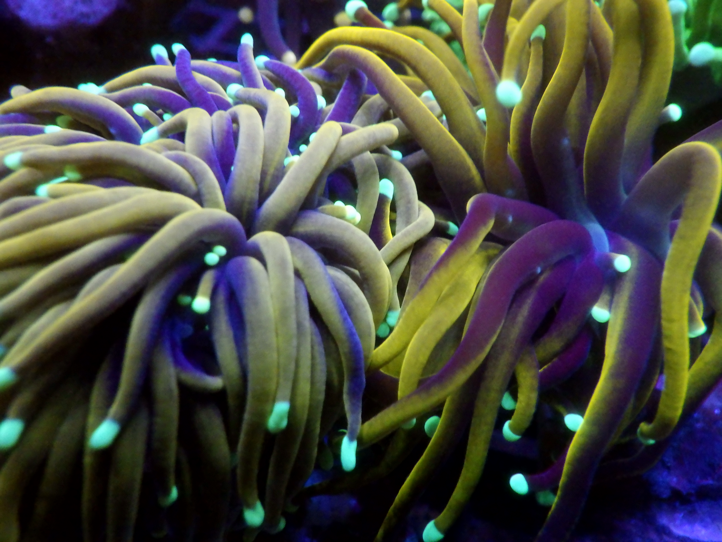 Euphyllia Glabrescens - Hellfire