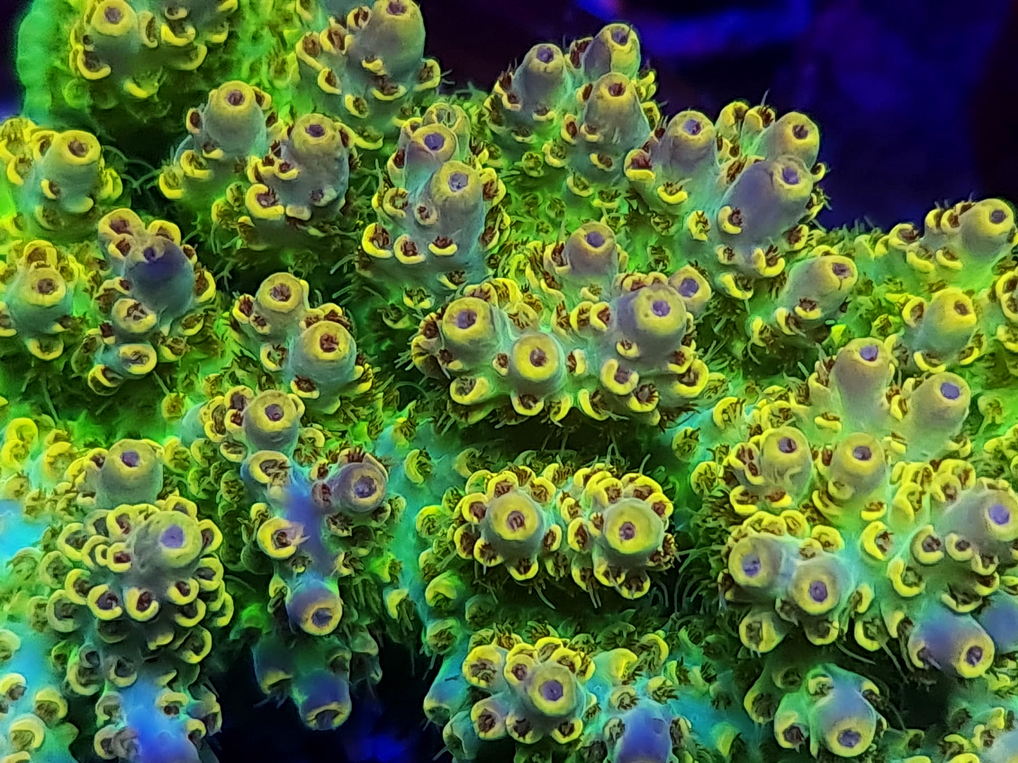 Acropora - RL Wolverine
