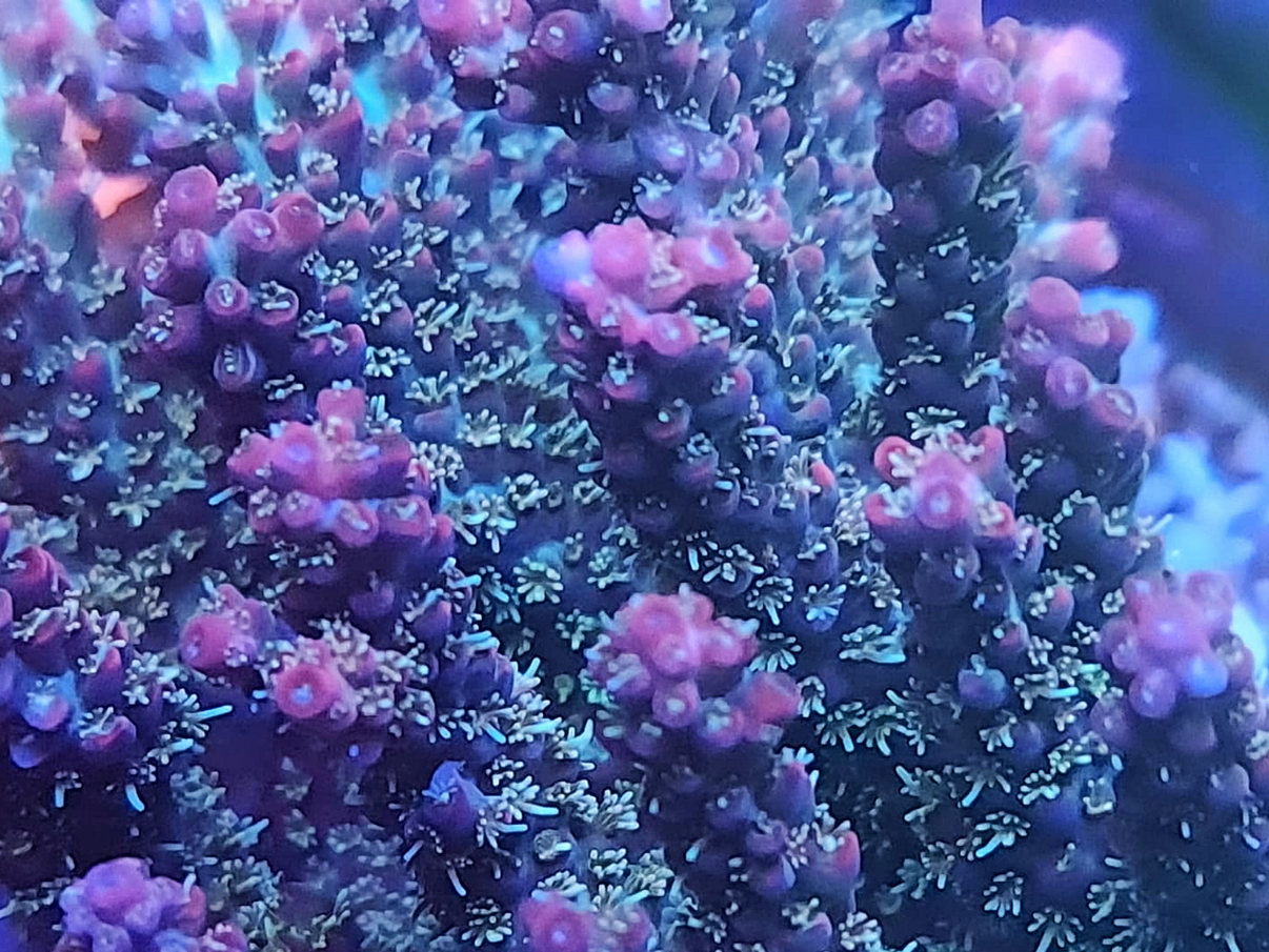 Acropora Microclados - Rl Purple Rain – Reefling Store