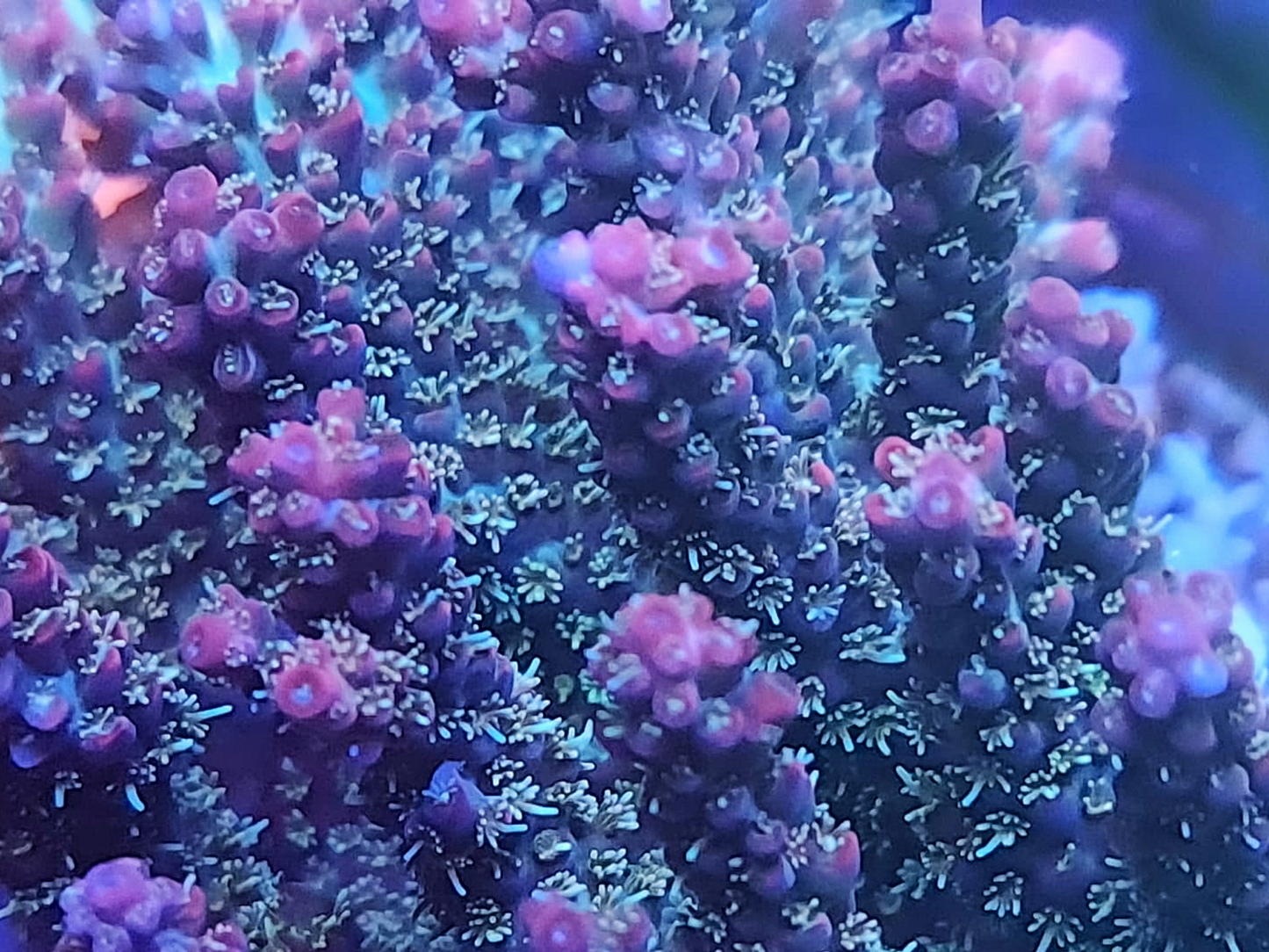 Acropora Microclados - RL Purple Rain