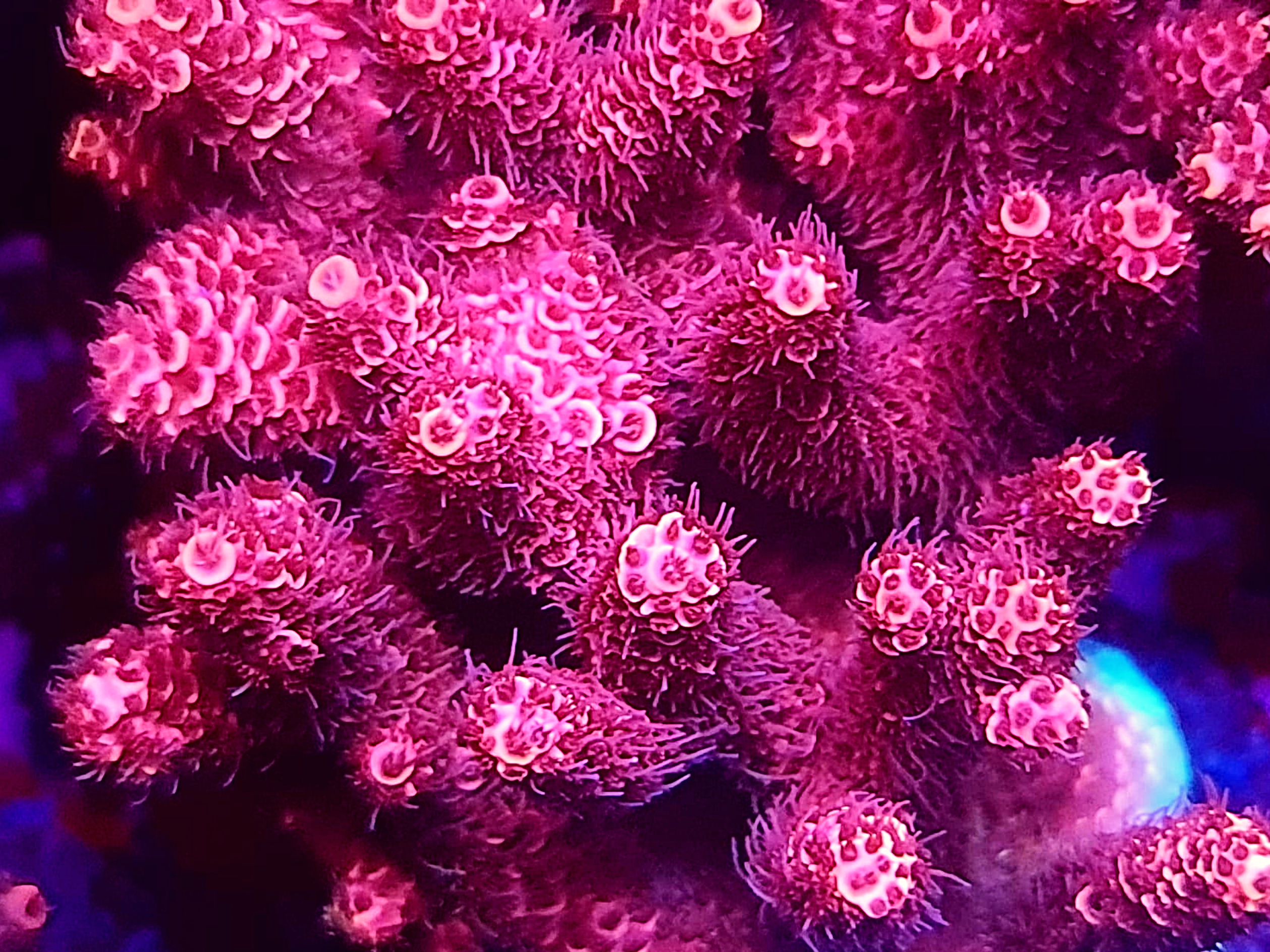 Raspberry Millepora Acropora Millepora - Ultra Red – Reefling Store