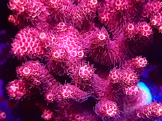 Acropora Millepora - Ultra Red
