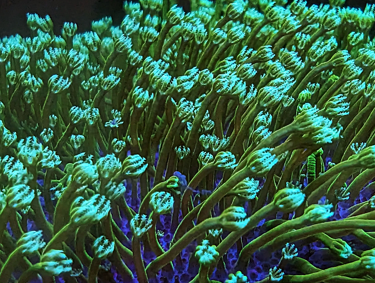 Sarcophyton galaucum - Green polyp
