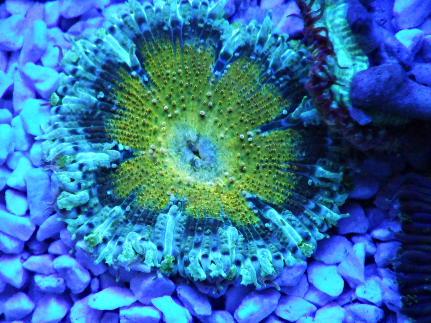 Phymanthus crucifer - Rock Flower Anemone