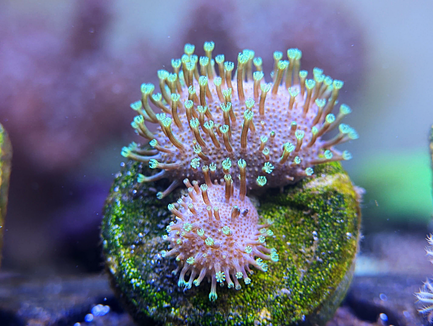 Sarcophyton galaucum - Green polyp