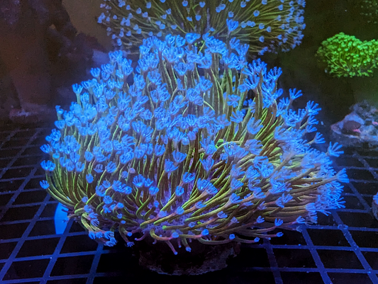Sarcophyton galaucum - Blue