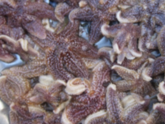 Shrimpfood - Frozen Starfish