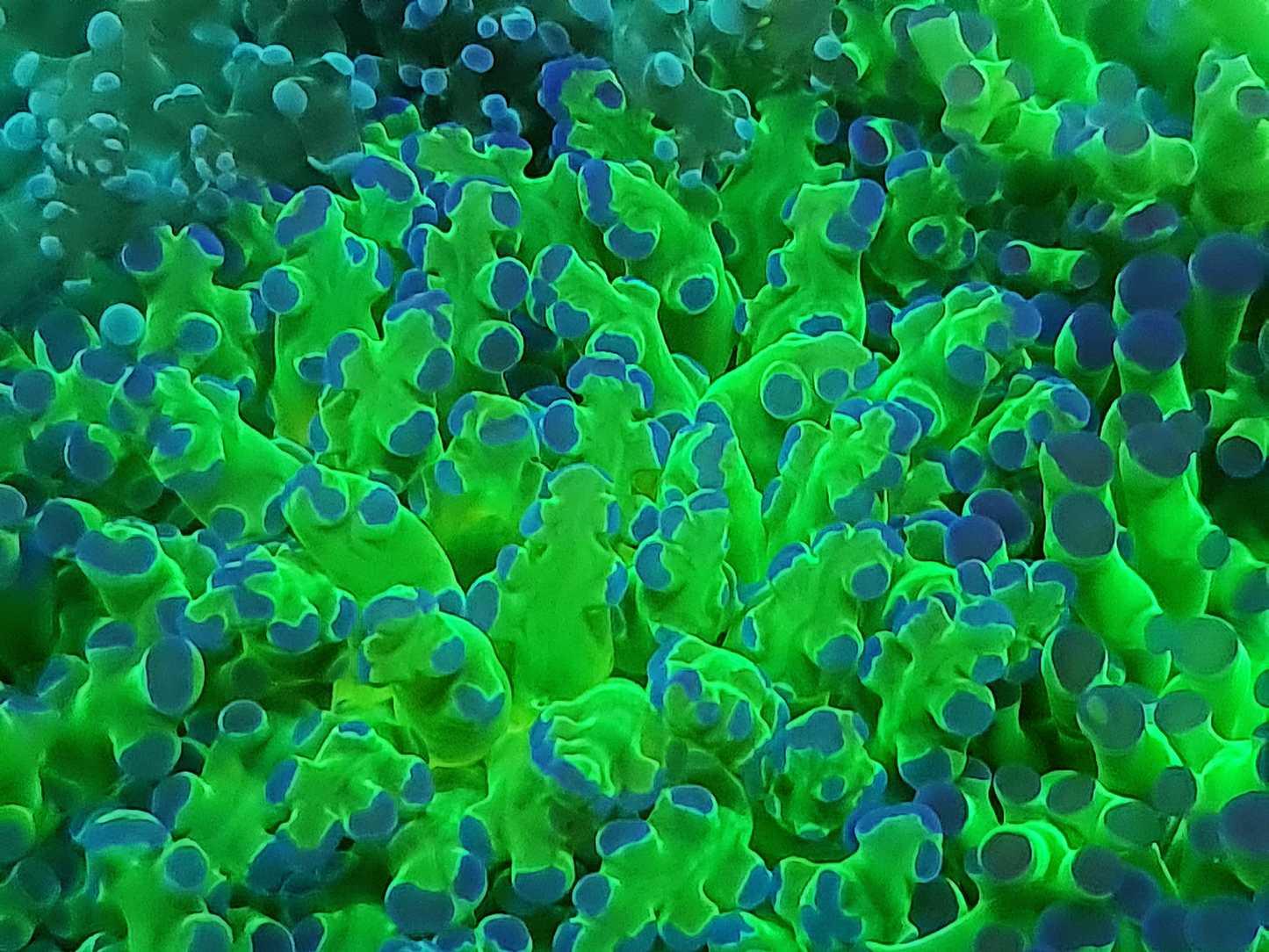 Euphyllia Paradivisa - Ultra Green