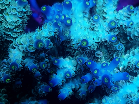 Acropora Tenuis - Blue Ocean